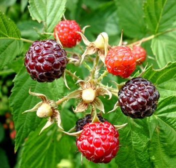 2086324980545381a1982de727726017_640x480